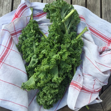 kale-1